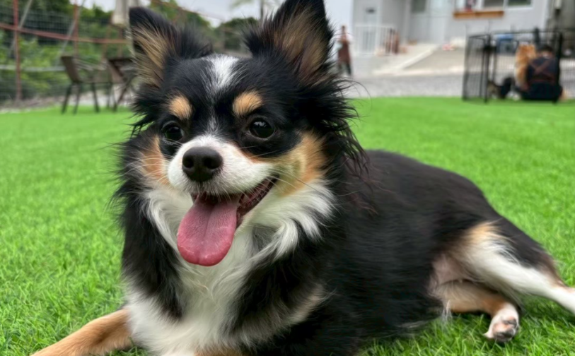 よもぎ｜保護犬譲渡＆ふれあいカフェ（沖縄南城市）