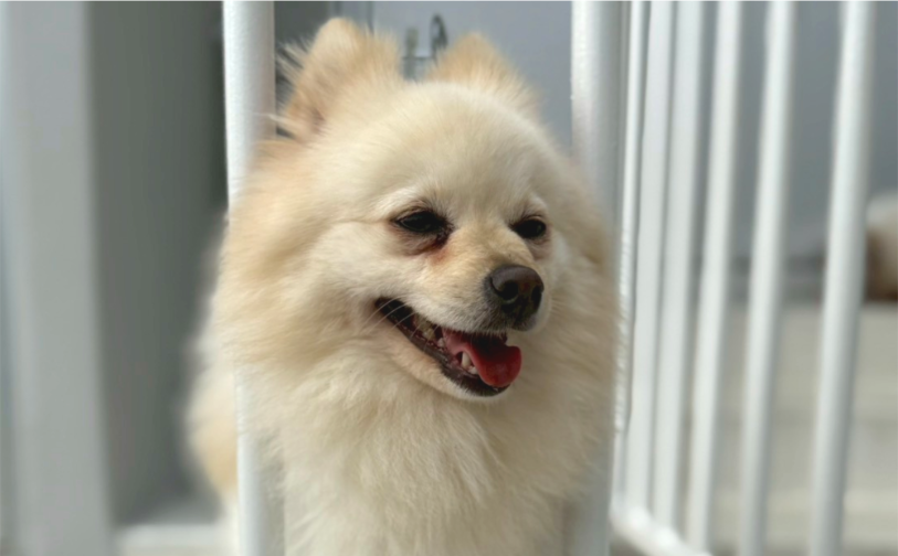 リン｜保護犬譲渡＆ふれあいカフェ（沖縄南城市）