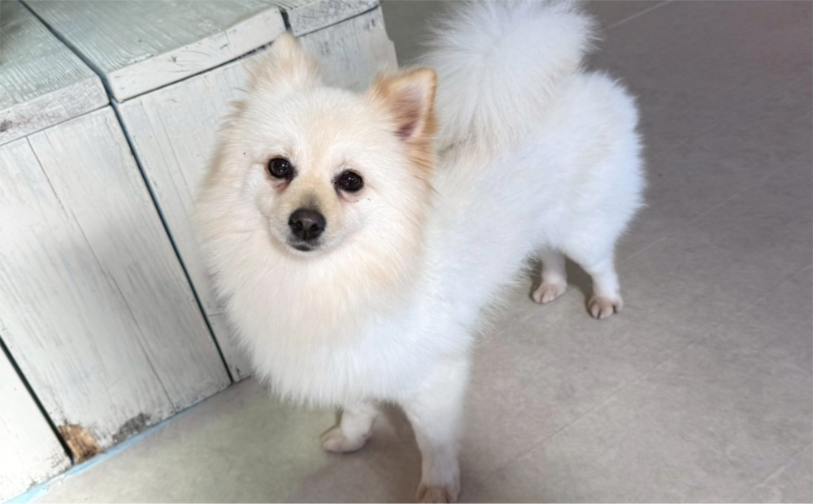 リン｜保護犬譲渡＆ふれあいカフェ（沖縄南城市）