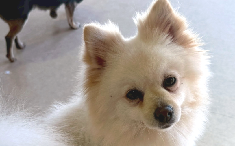 リン｜保護犬譲渡＆ふれあいカフェ（沖縄南城市）