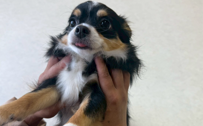 よもぎ｜保護犬譲渡＆ふれあいカフェ（沖縄南城市）