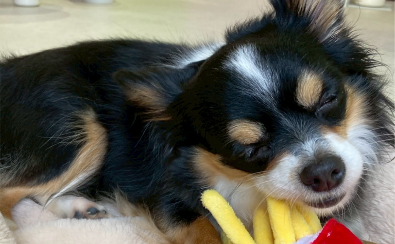 よもぎ｜保護犬譲渡＆ふれあいカフェ（沖縄南城市）