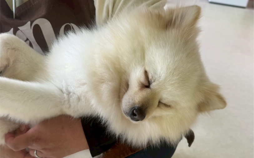 リン｜保護犬譲渡＆ふれあいカフェ（沖縄南城市）