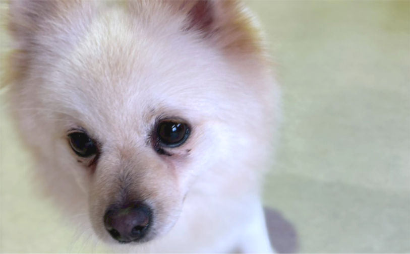 リン｜保護犬譲渡＆ふれあいカフェ（沖縄南城市）