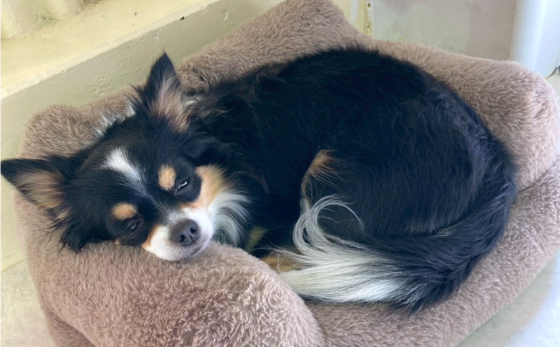 よもぎ｜保護犬譲渡＆ふれあいカフェ（沖縄南城市）