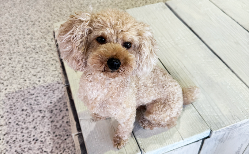 ティア/卒業|保護犬譲渡&ふれあいカフェ(沖縄南城市)