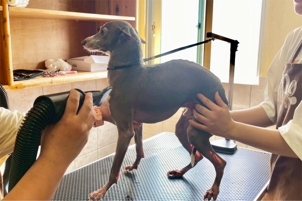 トリミング｜保護犬譲渡＆ふれあいカフェLINO