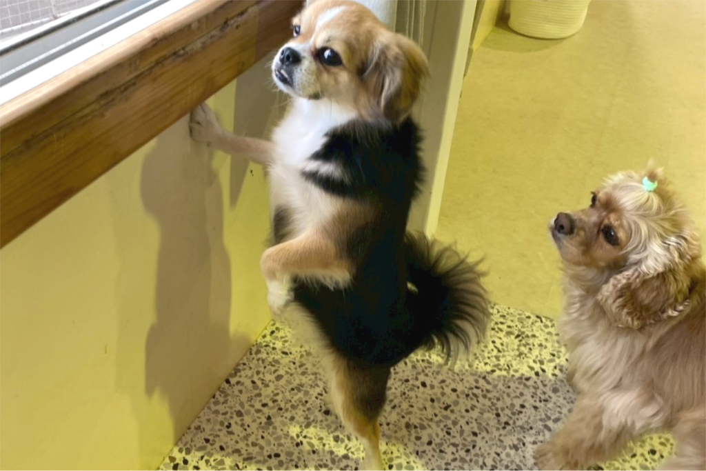 ふれあい広場｜保護犬譲渡＆ふれあいカフェLINO