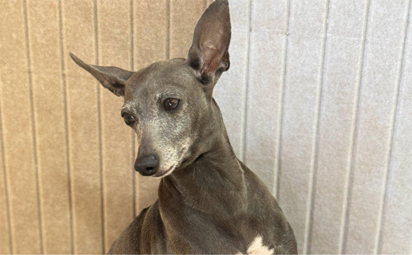 アヌビス(卒業)|保護犬譲渡&ふれあいカフェLINO