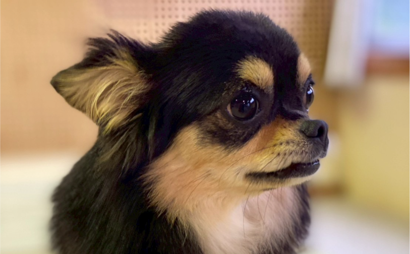 大吉(卒業)|保護犬譲渡&ふれあいカフェLINO