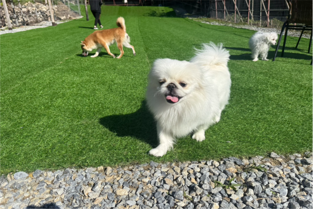 トップスライダー(1)｜保護犬譲渡&ふれあいカフェLINO