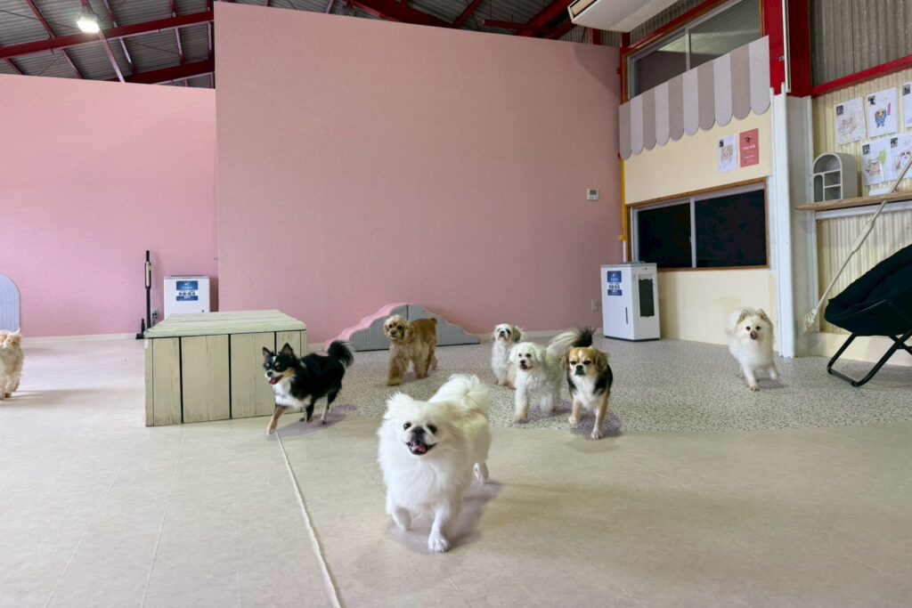 トップスライダー2｜保護犬譲渡＆ふれあいカフェLINO