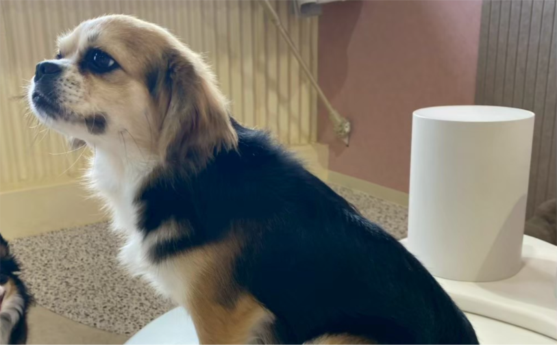 ハル④｜保護犬譲渡＆ふれあいカフェLINO