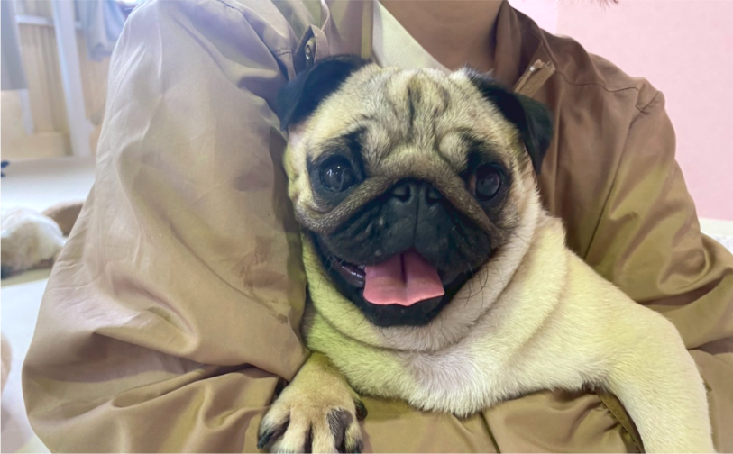 ブー(卒業)|保護犬譲渡&ふれあいカフェLINO