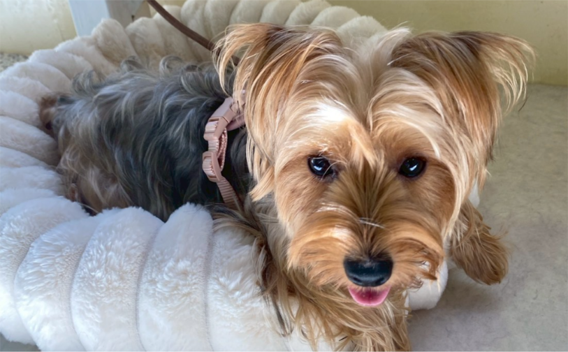 マロン（卒業）｜保護犬譲渡＆ふれあいカフェLINO