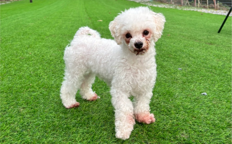 てん（卒業）｜保護犬譲渡＆ふれあいカフェLINO