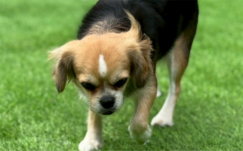 ハル③｜保護犬譲渡＆ふれあいカフェLINO