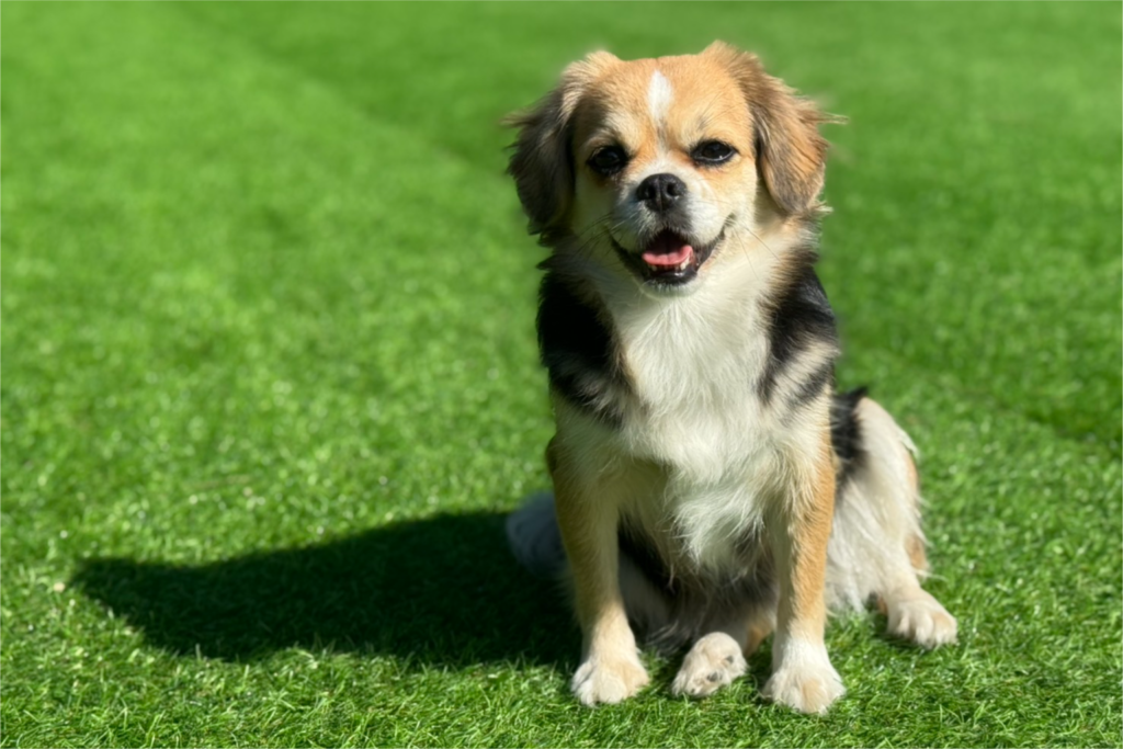 理念｜保護犬譲渡&ふれあいカフェLINO