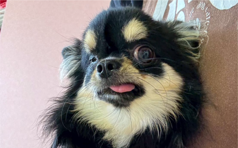 タン（卒業）｜保護犬譲渡＆ふれあいカフェLINO