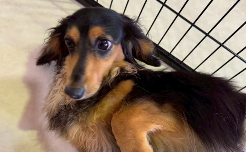 シェイク（卒業）｜保護犬譲渡＆ふれあいカフェLINO