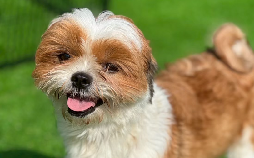 がじゅ（卒業）｜保護犬譲渡＆ふれあいカフェLINO