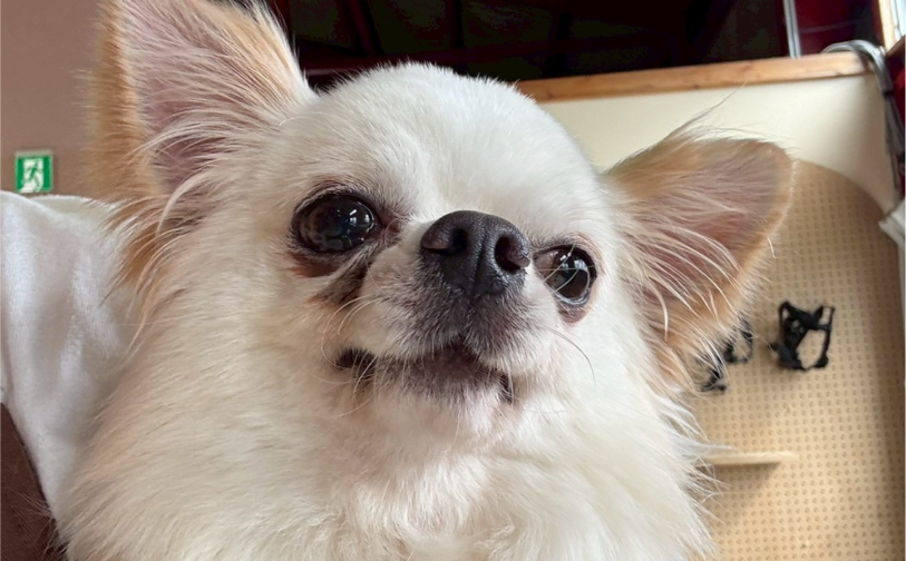 ふゆ(卒業)|保護犬譲渡&ふれあいカフェLINO