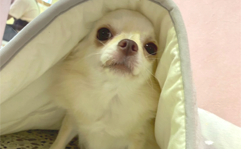 ペロ（卒業）｜保護犬譲渡＆ふれあいカフェLINO