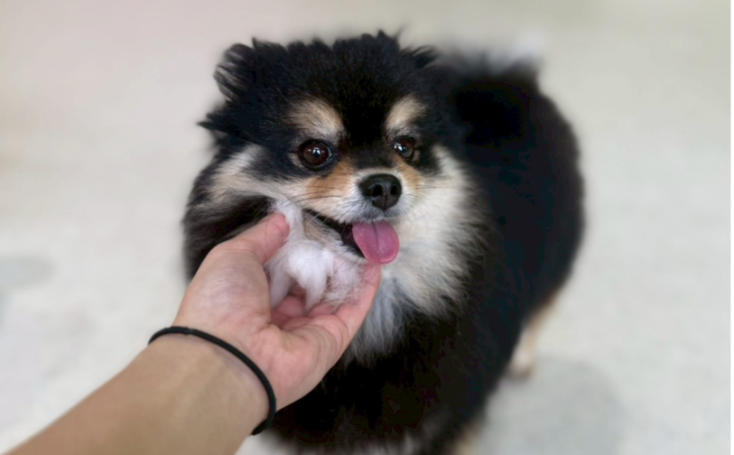 らん(卒業)|保護犬譲渡&ふれあいカフェLINO