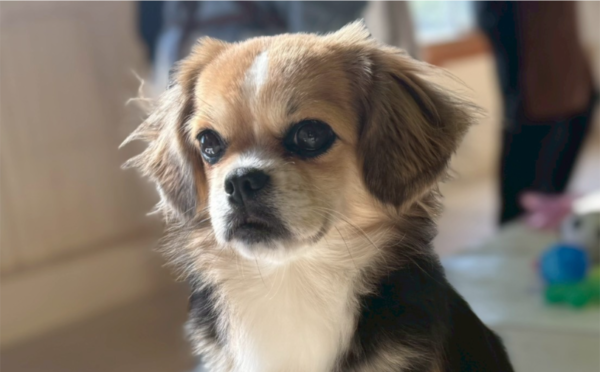 ハル①｜保護犬譲渡＆ふれあいカフェLINO