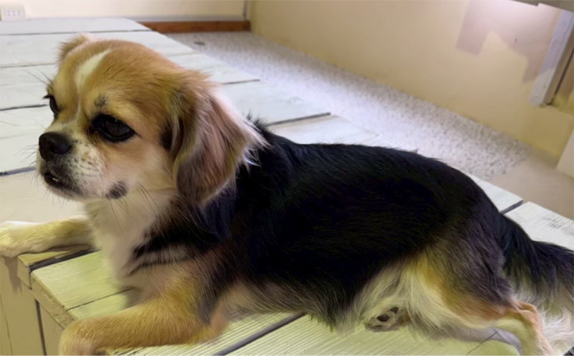 ハル➁｜保護犬譲渡＆ふれあいカフェLINO