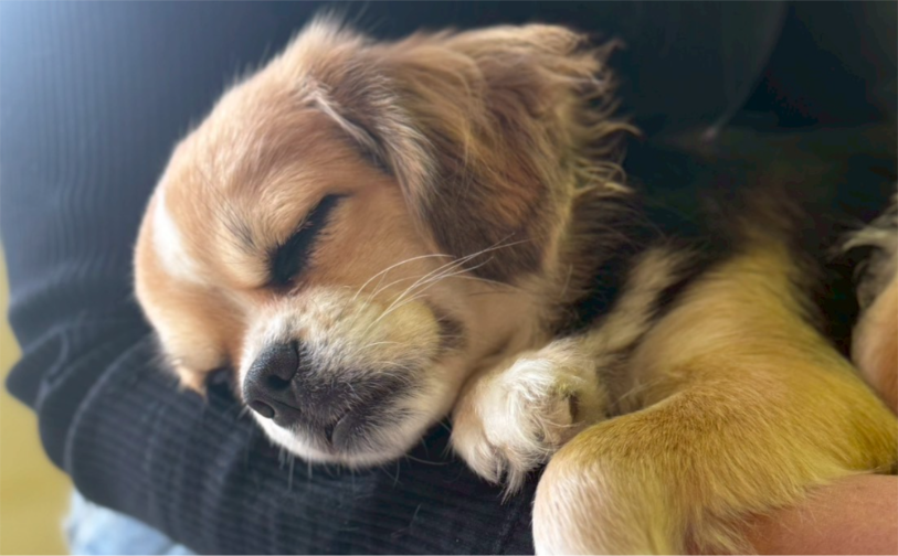 ハル⑤｜保護犬譲渡＆ふれあいカフェLINO