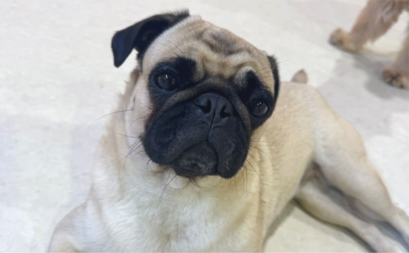 高木（卒業）｜保護犬譲渡＆ふれあいカフェLINO