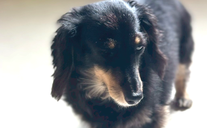 クッキー（卒業）｜保護犬譲渡＆ふれあいカフェLINO