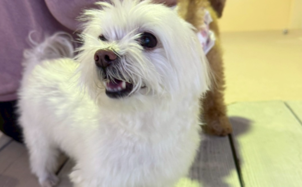 はく｜保護犬譲渡＆ふれあいカフェLINO（沖縄南城市）