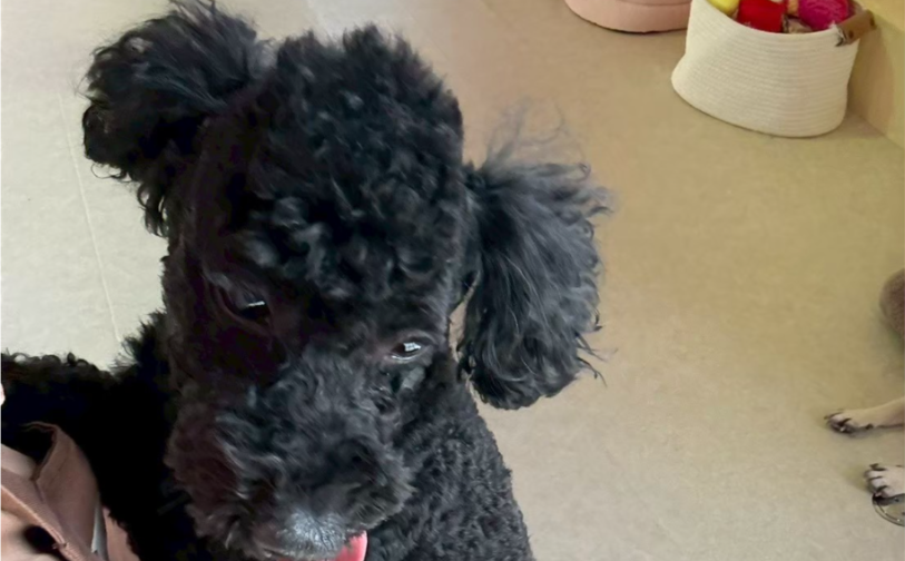 アフロ4|保護犬譲渡&ふれあいカフェLINO(沖縄南城市)