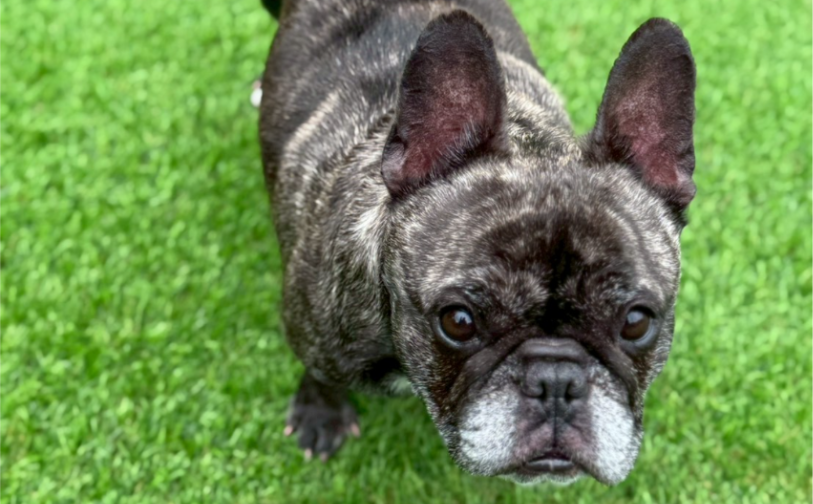 晴美4｜保護犬譲渡＆ふれあいカフェLINO（沖縄南城市）