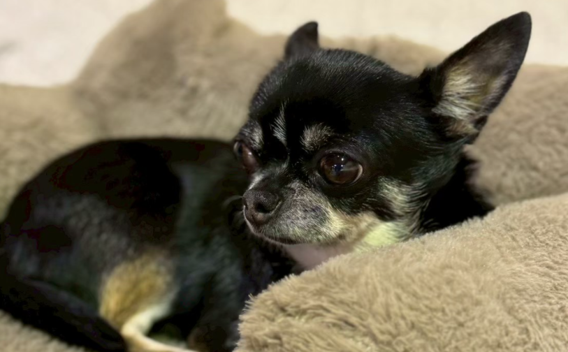 ビーン｜保護犬譲渡＆ふれあいカフェLINO（沖縄南城市）