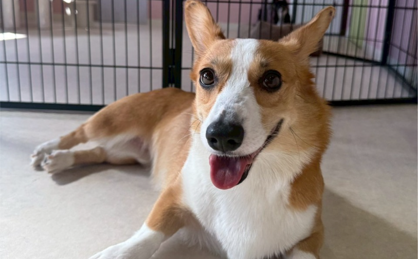 チョロ｜保護犬譲渡＆ふれあいカフェLINO（沖縄南城市）