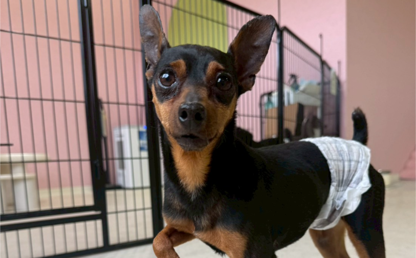 ノア4｜保護犬譲渡＆ふれあいカフェLINO（沖縄南城市）