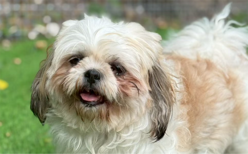 ふく01／保護犬譲渡＆ふれあいカフェLINO