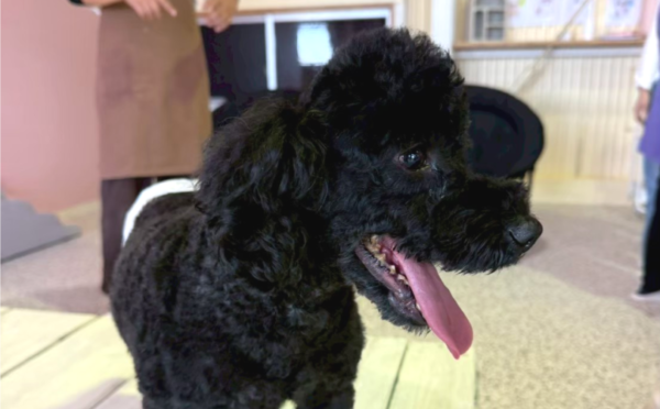 アフロ1｜保護犬譲渡＆ふれあいカフェLINO（沖縄南城市）