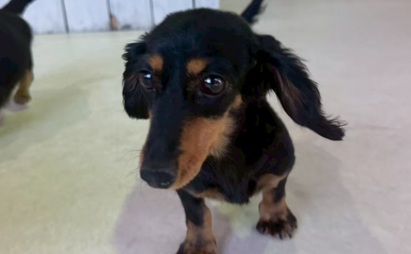 ポッキー|保護犬譲渡&ふれあいカフェLINO(沖縄南城市)