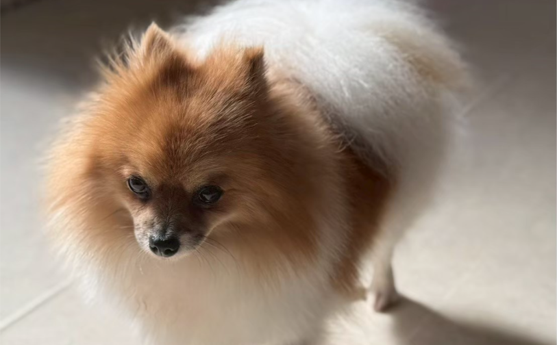 ポム｜保護犬譲渡＆ふれあいカフェLINO（沖縄南城市）