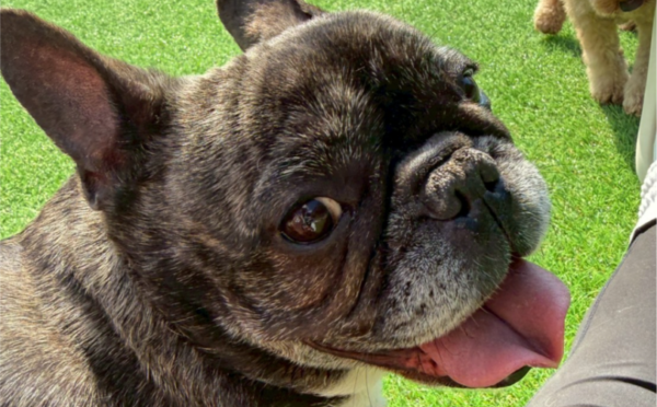 晴美5｜保護犬譲渡＆ふれあいカフェLINO（沖縄南城市）