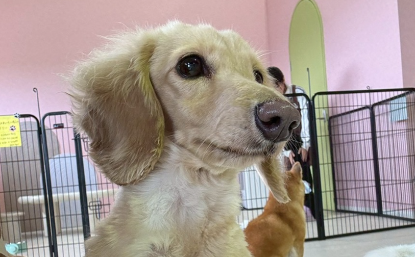 ミルク1|保護犬譲渡&ふれあいカフェLINO(沖縄南城市)