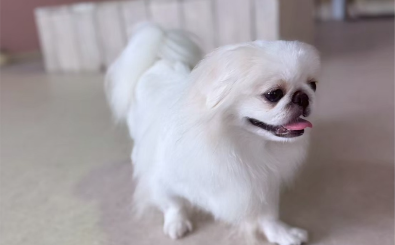 ファル4|保護犬譲渡&ふれあいカフェLINO(沖縄南城市)