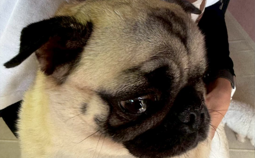 さおり05／保護犬譲渡＆ふれあいカフェLINO