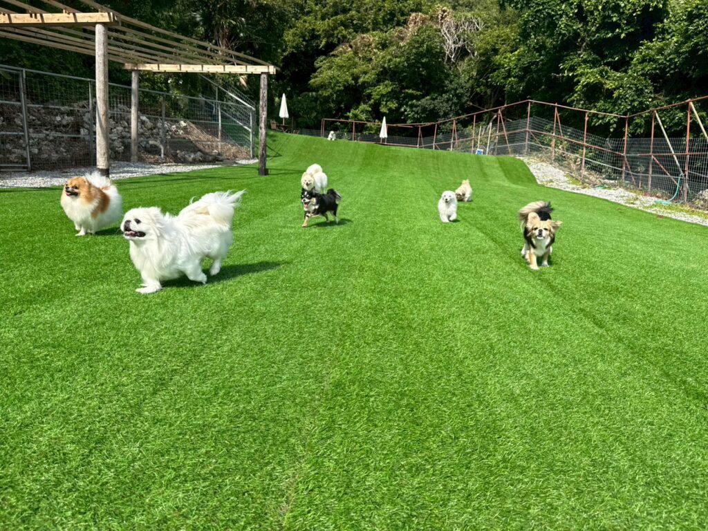 LINOの理念｜保護犬譲渡＆ふれあいカフェLINO