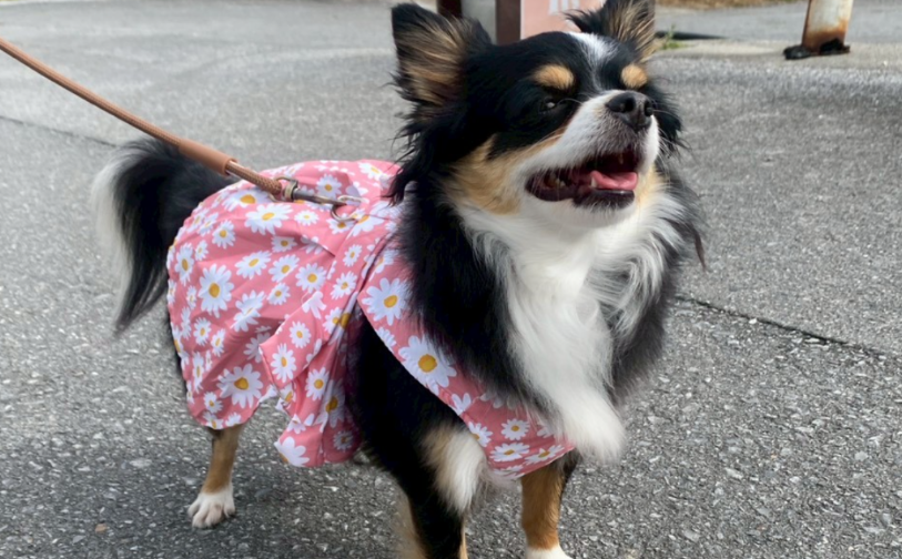 よもぎ｜保護犬譲渡＆ふれあいカフェLINO（沖縄南城市）