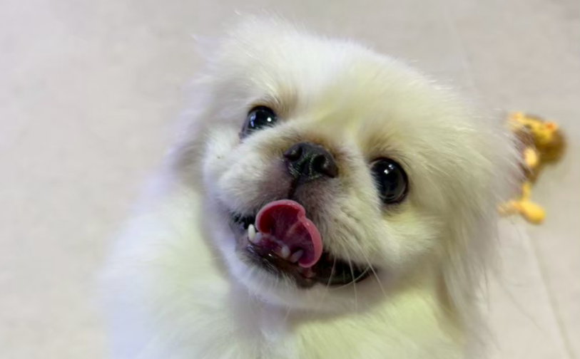 ファル5|保護犬譲渡&ふれあいカフェLINO(沖縄南城市)